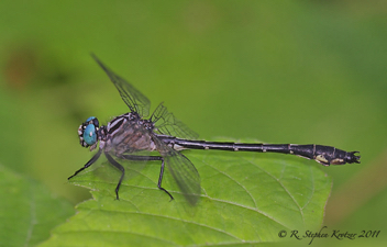 Stenogomphurus consanguis, male